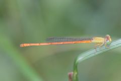Ceriagrion rubiae