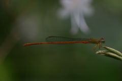 Ceriagrion olivaceum