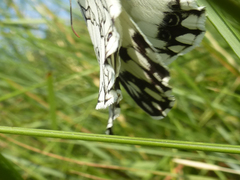 Melanargia