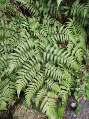 Diplazium esculentum