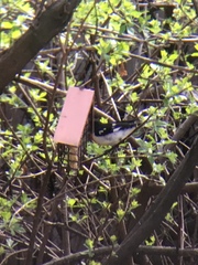 Pheucticus ludovicianus