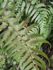 Diplazium esculentum