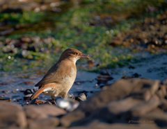 Furnarius rufus rufus