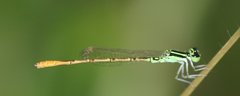 Agriocnemis keralensis