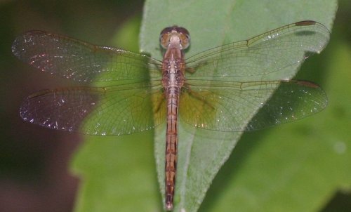 Paddyfield Parasol