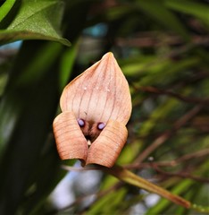 Maxillaria egertoniana image
