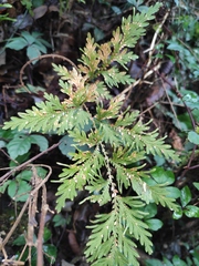 Selaginella moellendorffii