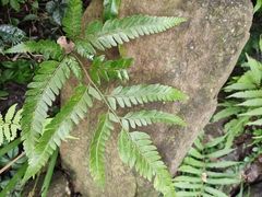 Arachniodes rhomboidea