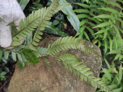 Arachniodes rhomboidea