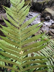 Pseudocyclosorus subochthodes