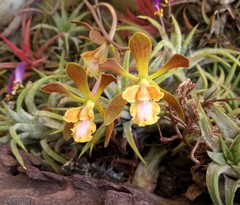 Encyclia parviflora