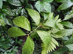 Elatostema involucratum