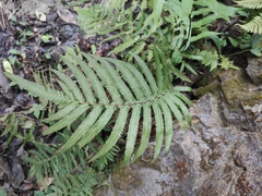 Christella acuminata
