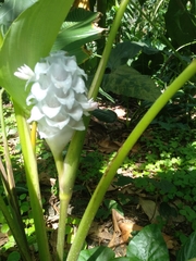 Goeppertia burle-marxii