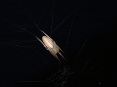 Larinia borealis