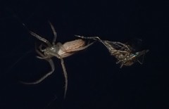 Larinia borealis