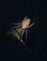 Larinia borealis