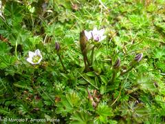 Gentianella limoselloides