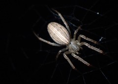Larinia borealis