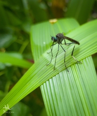 Archilestris capnopterus