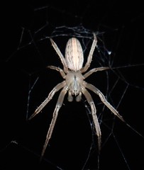Larinia borealis