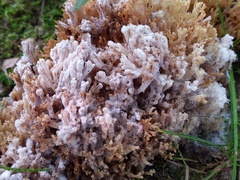 Mycogone calospora
