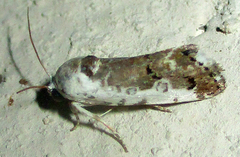 Acontia ectorrida