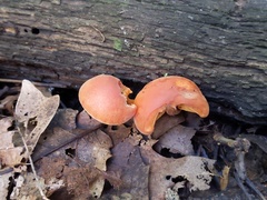 Gymnopilus liquiritiae