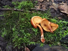 Gymnopilus liquiritiae