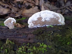 Tyromyces fumidiceps