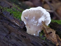 Tyromyces fumidiceps