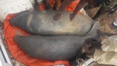 Trichechus senegalensis