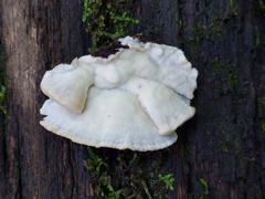 Tyromyces fumidiceps