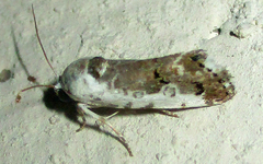 Acontia ectorrida