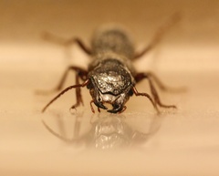 Odotoncarus asiaticus