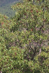 Arbutus andrachne
