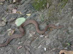 Gloydius himalayanus