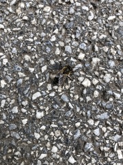 Apis mellifera