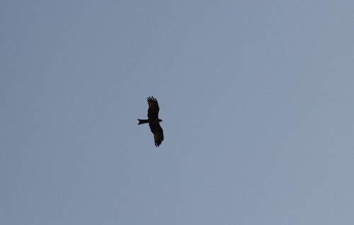 Black Kite