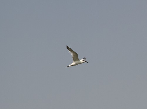 Sandwich Tern