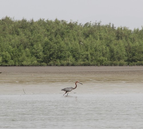 Goliath Heron photographed in Guinea