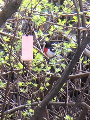 Pheucticus ludovicianus