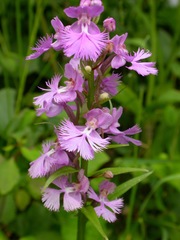 Platanthera grandiflora