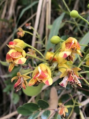 Erythrostemon yucatanensis