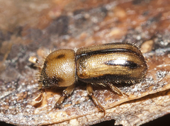 Trypodendron signatum