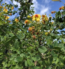 Erythrostemon yucatanensis
