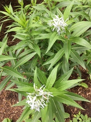 Amsonia tabernaemontana