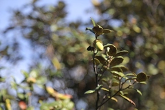 Quercus alnifolia