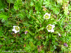 Gentianella limoselloides