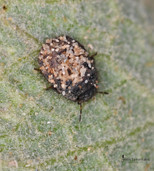 Odontoscelis lineola